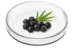 Saw Palmetto Extract